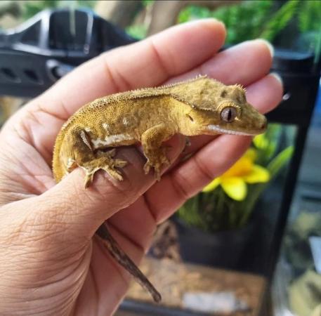 Image 14 of Beautiful Male Crested Gecko