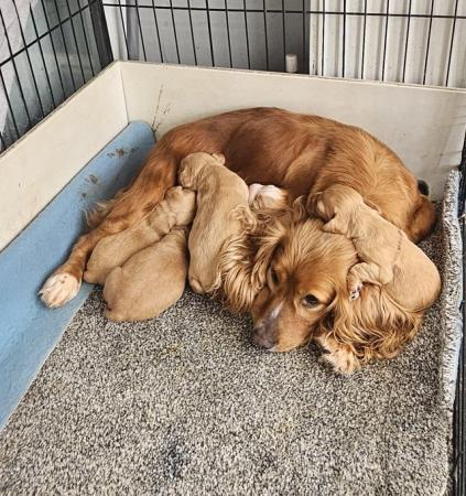 Image 3 of Kc registered Working cocker spaniel puppies