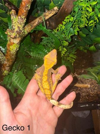 Image 15 of Crested Geckos for sale collection from Chingford.
