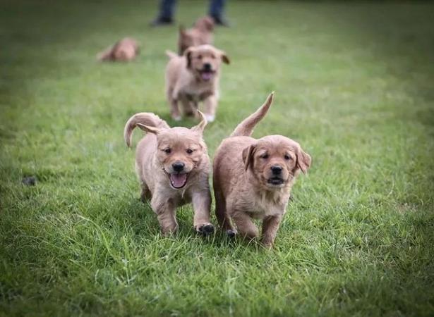 Image 4 of Excellent KC Working Golden Retriever Puppies
