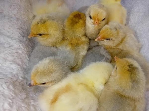 Image 8 of Porcelain Sablepoot Bantam Chicks ~ hatched 17.4.24