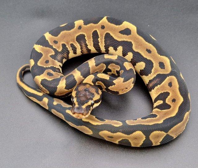 Preview of the first image of Leopard YB Het Clown 50% Het Pied Female Ball Python 230507.