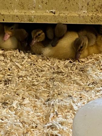 Image 2 of Call ducklings for sale