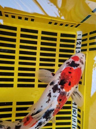 Image 1 of LARGE KOI POND FISH HEALTHY AND STRONG 16 INCH