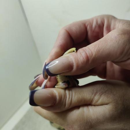 Image 5 of Yellow belly possible leopard het pied female