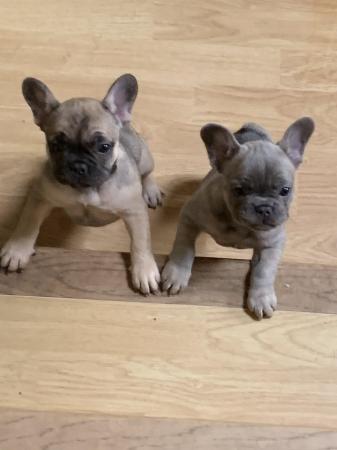 Image 5 of Two very healthy French Bulldog Puppies