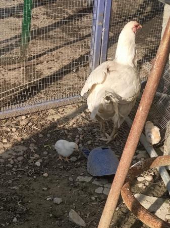 Image 1 of Aseel hen white with 3 chicks for sale