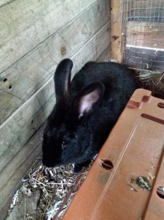 Image 5 of 7 month old female rabbit