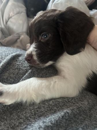 Image 3 of 6 week old sprocker puppies microchipped