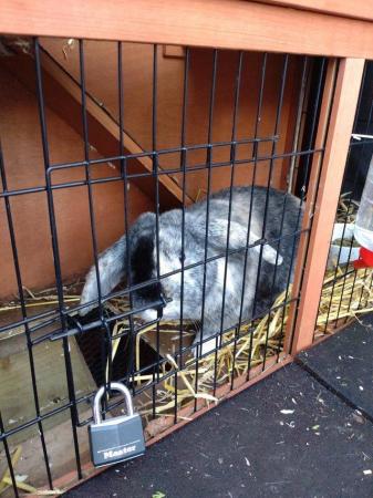 Image 3 of 12 month old male rabbit and hutch