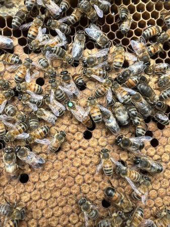 Image 20 of Langstroth Spring Bee Nucs 2024