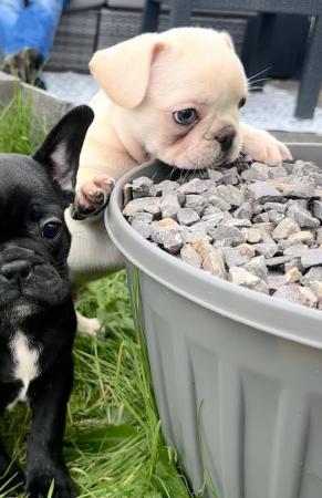 Image 6 of READY TO LEAVE FRENCH BULLDOG PUPPIES