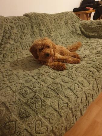 Image 1 of 1 Female Cavapoo Puppy for sale