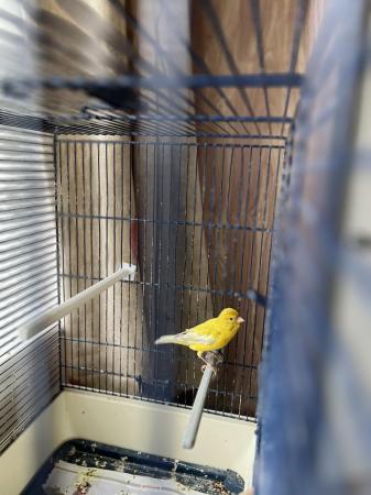 Image 4 of 4 male canaries for sell