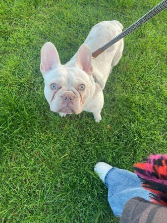 Image 2 of 2 years and 5 months french bulldog male