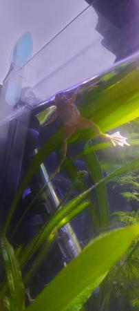 Image 1 of Fully aquatic african dwarf frogs