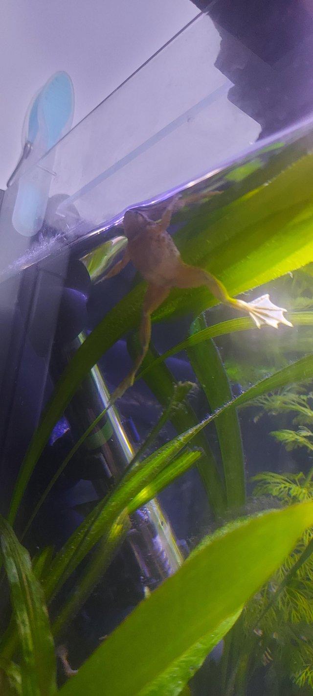 Preview of the first image of Fully aquatic african dwarf frogs.