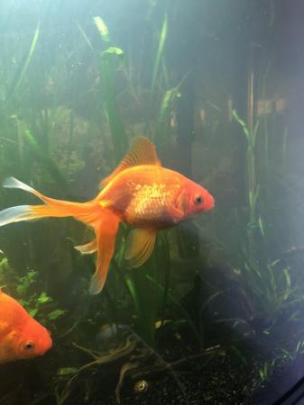 Image 2 of Three Large goldfish type