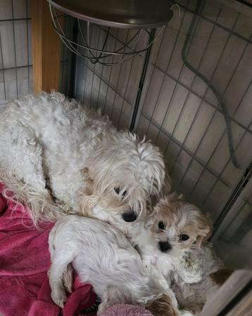 Image 4 of Cavapochon puppies ready to go now