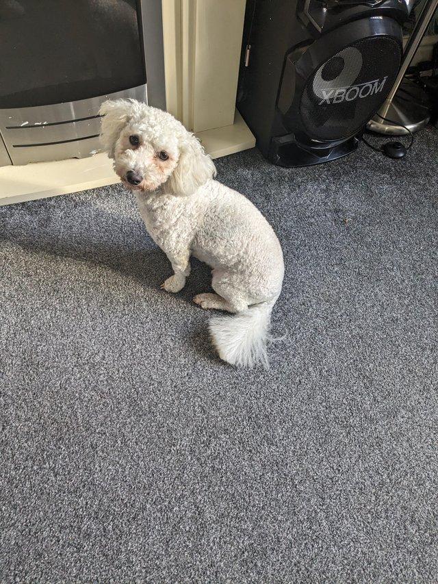 Preloved bichon sales