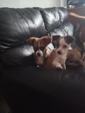 Image 1 of Chihuahua puppies,FULLY VACCINATED!!