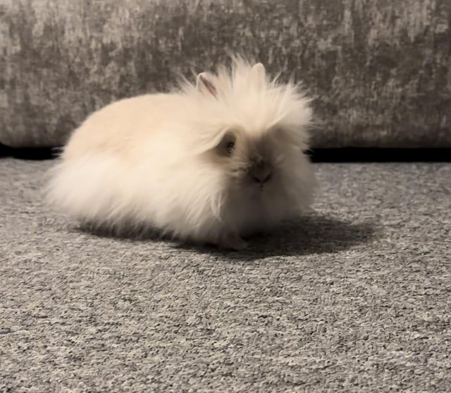 Preview of the first image of Baby double mane lionhead girl.