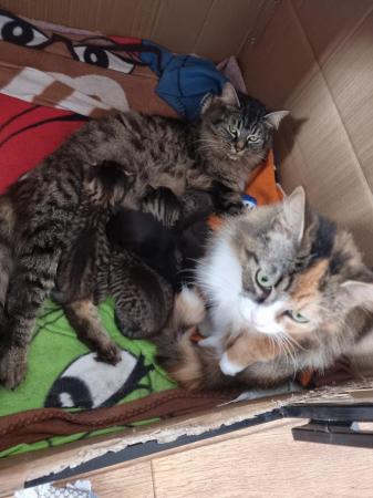 Image 4 of Ready 25TH MAY Maine coon Cross kittens