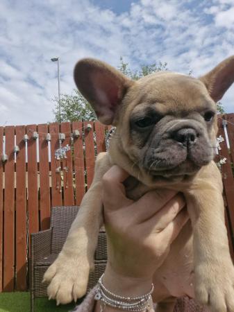 Image 24 of KC Registered French Bulldog Puppies 2 left