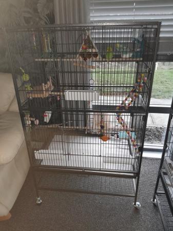 Image 1 of 2 young budgies complete set up .