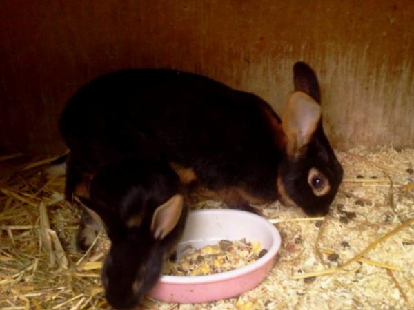 Image 2 of Mini Belgian Hare cross doe 2 half years old
