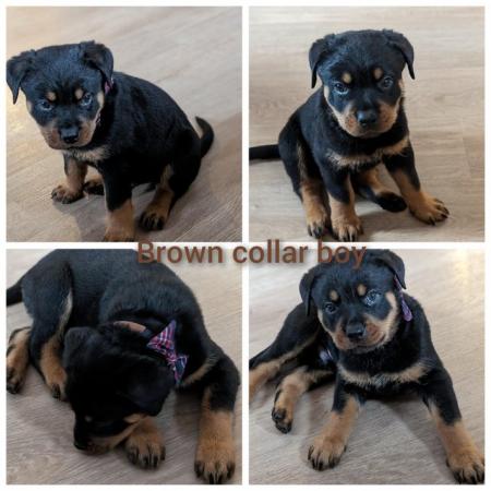 Image 6 of 6 week old chunky beautiful rottweiler pups