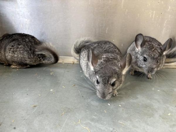 Image 1 of Various chinchillas available