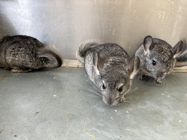 Preview of the first image of Various chinchillas available.