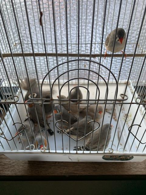 Preview of the first image of Zebra finches for sale ready!!!.
