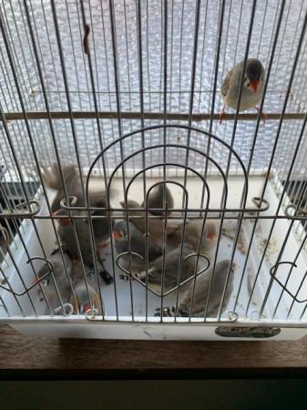 Image 1 of Zebra finches for sale ready!!!