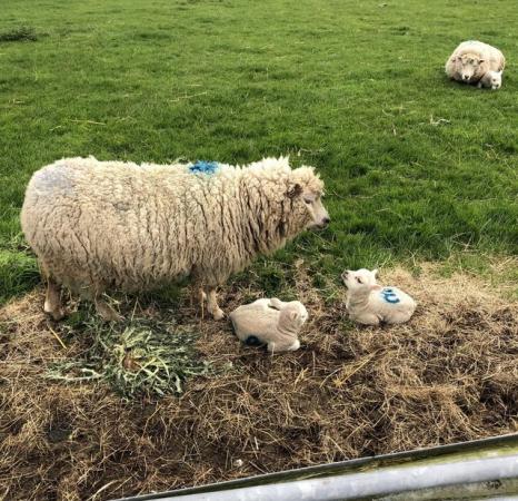Image 2 of For Sale Shetland sheep with lambs at foot