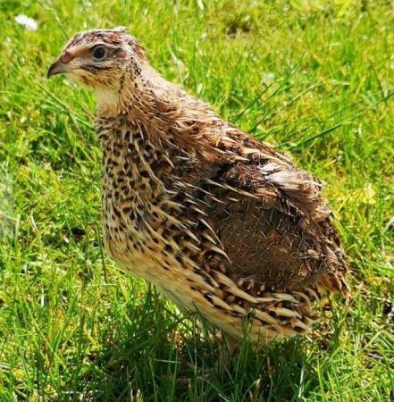 Image 3 of Japanese Quail Female Coturnix Quail Lay an egg every day