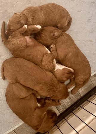 Image 7 of Stunning F1 Fox Red CockaPoo Puppies