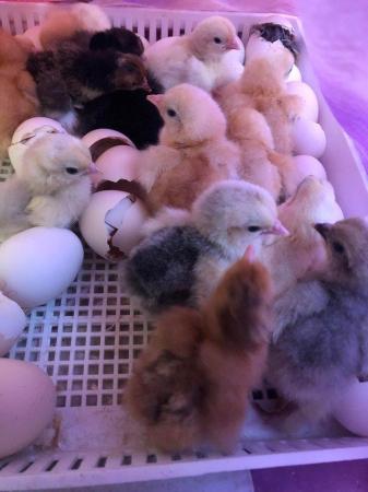 Image 1 of Pekins and serama eggs for hatching all sorts of colours