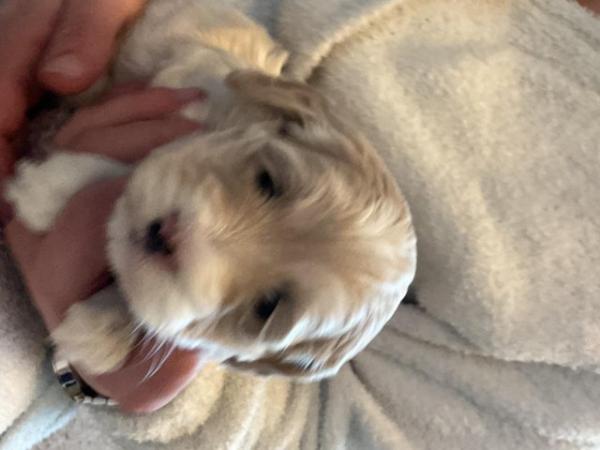 Image 19 of Last one - Beautiful Cockapoo Puppy (girl)- Ready to go now