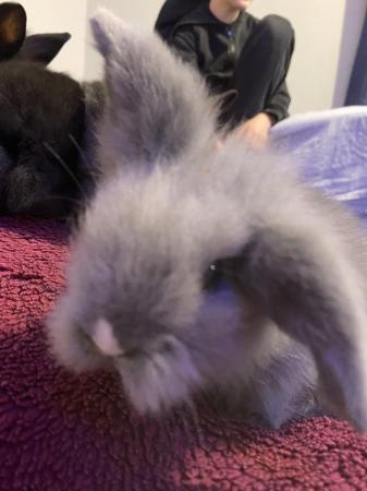 Image 1 of 6 week old Cute fluffy bunnies