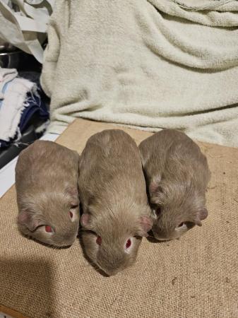 Image 7 of Lilac, Chocolate, Cream and Beige baby boars