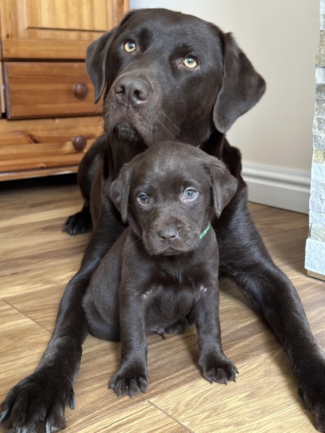 Preview of the first image of *SOLD*KC Registered Chocolate Labrador Retriever puppies.