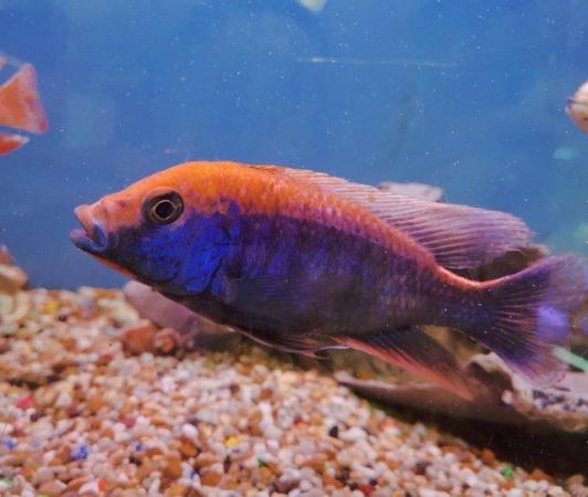 Image 7 of Large Selection of African Cichlids