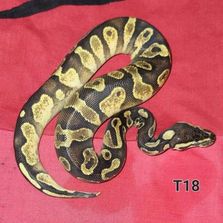 Image 2 of Royal Pythons Hatched 2021 and 2022