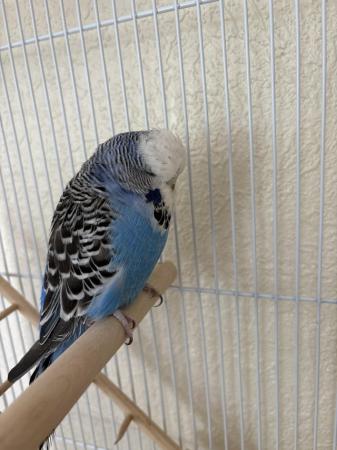 Image 2 of 2 Budgies for Sale - with cage, feed, toy