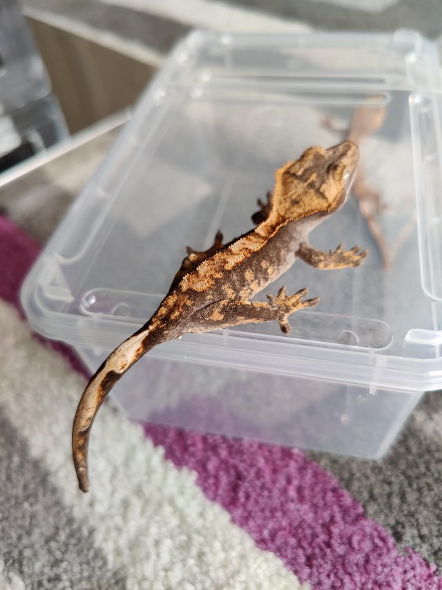 Preview of the first image of 2023 Harlequin Crested geckos.