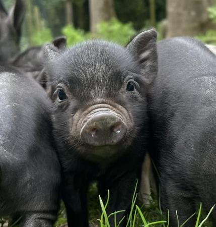 Image 2 of Lovely Micro Pig Piglets