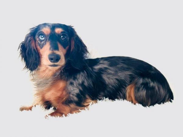 Image 3 of Miniature long haired Dachshund