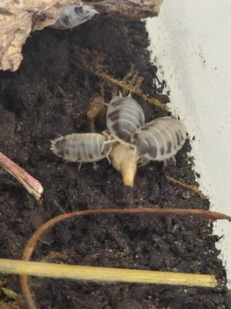 Image 3 of Dairy cow isopod x 40 (mixed sizes)